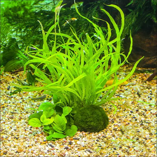 Marimo Moss Ball Aegagropila Linnaei MEDIUM Live Aquarium Plant 4-5cm USA