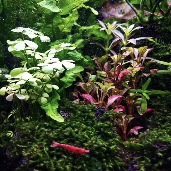 Package Bundle Alternanthera Bettzickiana Red Freshwater Aquarium Decorations