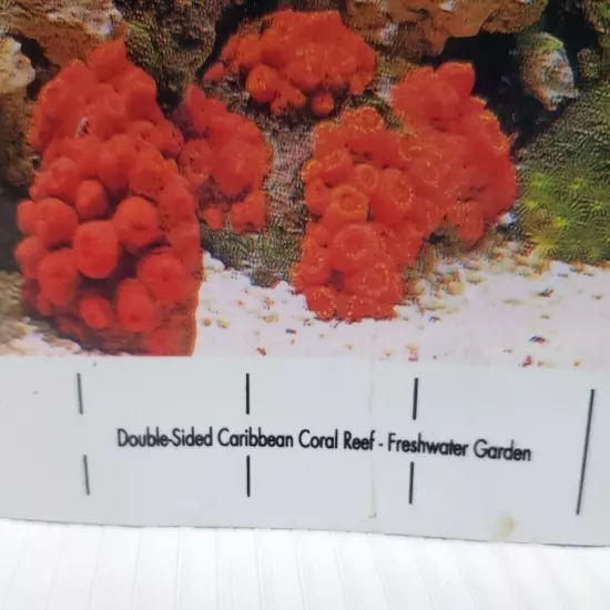 VibranSea Double-Back Aquarium Background Caribbean Coral Reef Freshwater Garden