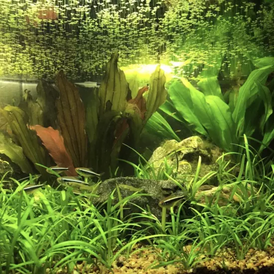 Package Bundle Dwarf Sagittaria Pusillus Live Plants Fish Tank Aquariums Shrimp