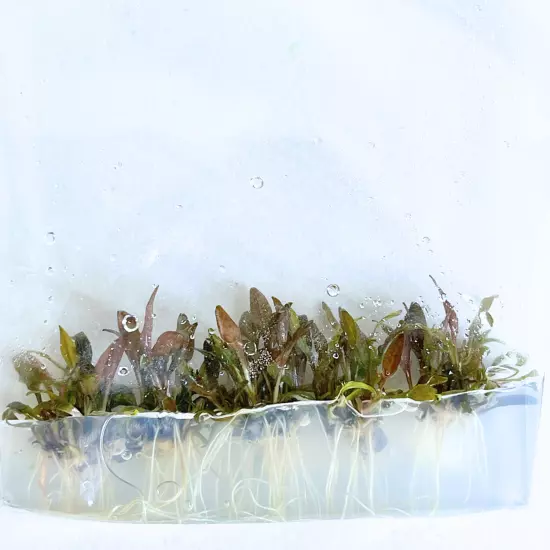 Cryptocoryne Wendtii Brown Grown in Vitro Tissue Culture Easy Aquatic Plant Tank