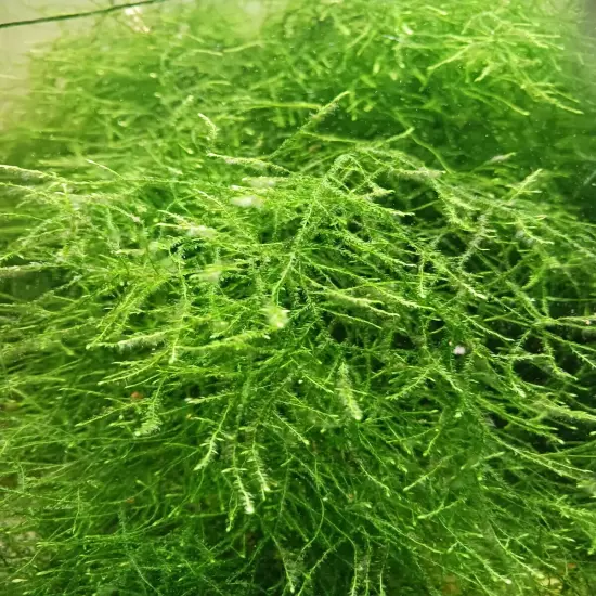 Java Moss Portion Large 4 Oz Cup X 2 Live Aquarium Plants