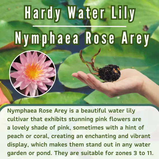 Buy2Get1Free Red Rose Arey Hardy Waterlily Live Freshwater Plants Pond Flower