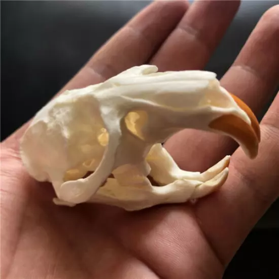 3 pcs animal skull real muskrat skull collection specimen crafts about 8x4cm