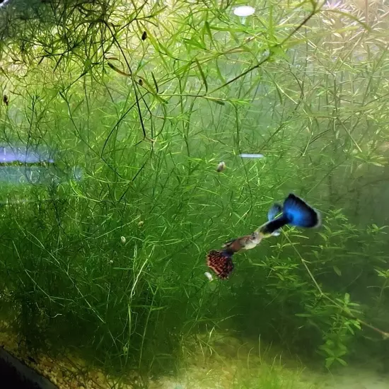 Live Guppy Grass 1 Big Handfull