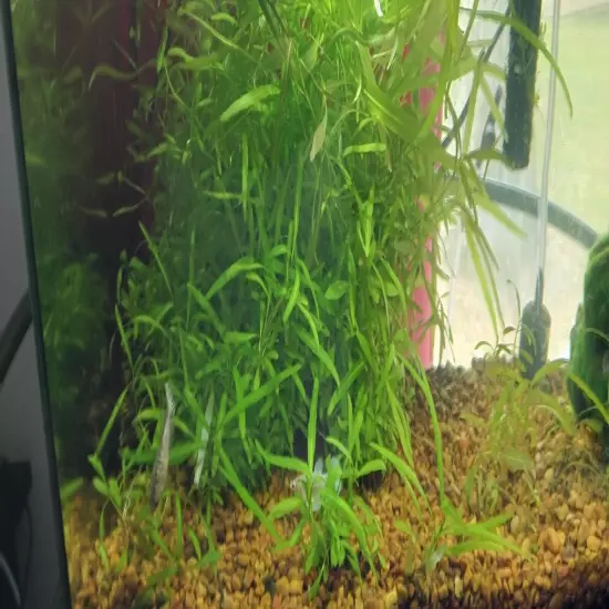 live aquarium plants from that Penn-Plax Branch. (Read Description)