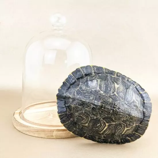 w64c Taxidermy oddities Curiosities River Cooter Turtle shell glass dome display