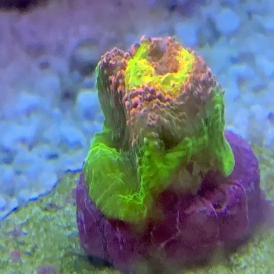 Frag pack live coral 10 Mixed Frags! Free Overnight Shipping