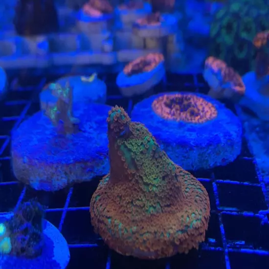 Frag pack live coral 10 Mixed Frags! Free Overnight Shipping