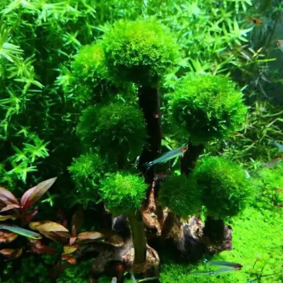 Fish Tank Plant Moss Tree Decorations Landscaping Wood Plant Root Driftwood Aqua