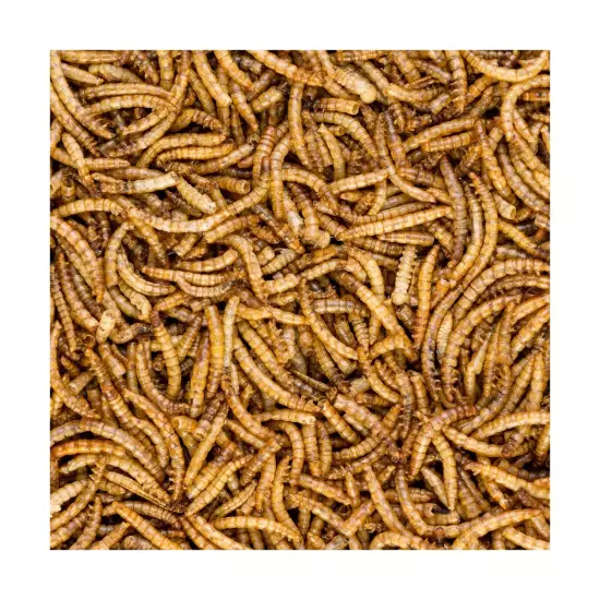 Worm Nerd WN61 11LB Dried Mealworms Non-GMO High Protein and Fiber Treat for ...