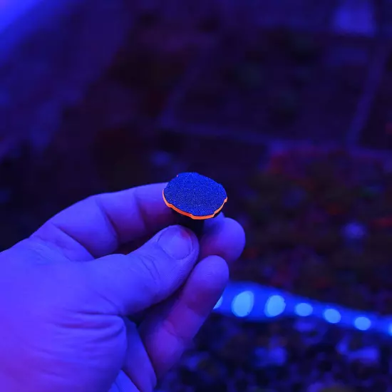 1 Inch Grow Mounts™ (for CFT Locking Frag Plug)