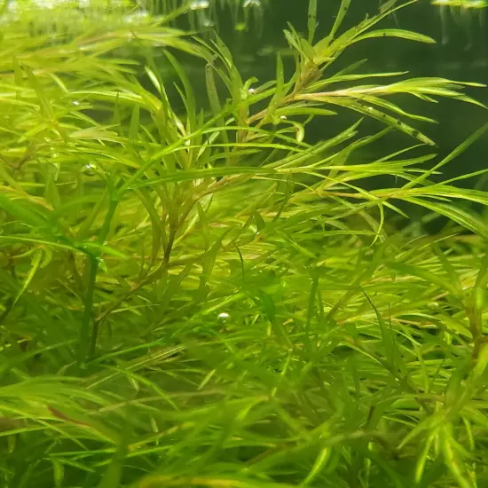 Guppy Grass -Najas Floating Plant - large portion