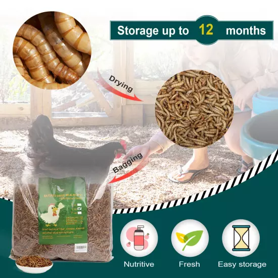 Non-GMO Dried Mealworms Fit Birds Chickens Fish Reptile Turtles 11 5 2 lbs USA