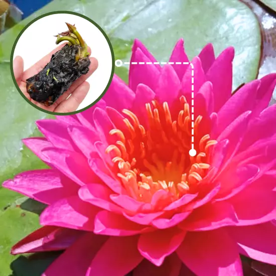 Buy2Get1Free Red Mayla Hardy Waterlily Live Freshwater Pond Flower Colorful