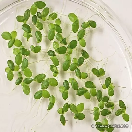 4 Cups Duckweed live Plant BUY2GET1 FREE Aquarium POND NO INSECTS/PARASITES FAST