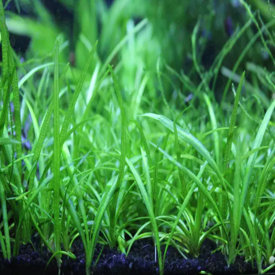 Buy 4 Get 1 Free! Dwarf Sagittaria Subulata Easy Live Aquarium Plant!