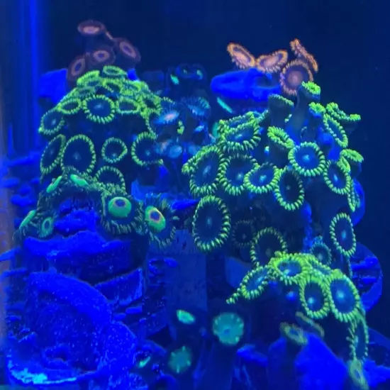 13 Mixed Frags Guaranteed 1 Hammer Or Frogspawn! Free Overnight Shipping