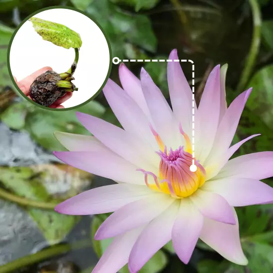 Buy2Get1Free Purple Casey Lee Slocum Tropical Waterlily Live Fresh Pond Flower