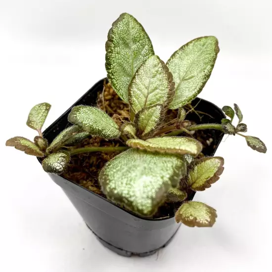 Episcia 'Silver Skies' (2.5" Pot) / African Flame Violet / Live Terrarium Plant