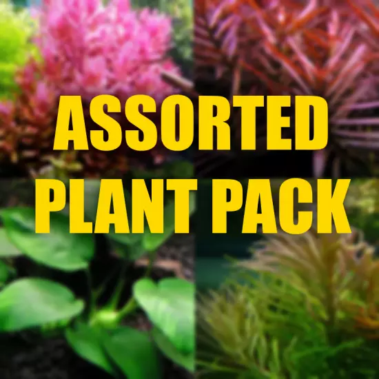 Assorted Aquarium Plant package filled with a Mix of all sorts of species