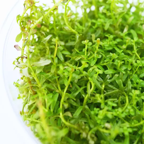 Buy2Get1Free Rotala Rotundifolia Tissue Culture Live Plants Aquarium Decoration