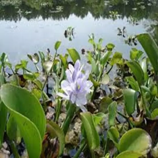 Oyster Shell Hi Calcium Grit Birds Chickens Ducks GARDEN POND NUTRIENT FAST SHIP