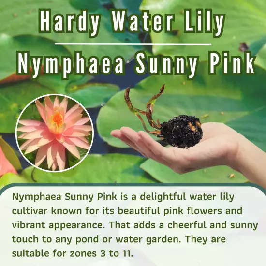 Buy2Get1Free Pink Sunny Hardy Waterlily Live Fresh Plants Pond Flower Colorful