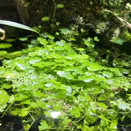 Japanese Dwarf Pennywort Easy Live Aquarium Plants **FREE SHIPPING**