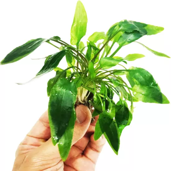 - Cryptocoryne Wendtii Green Potted Easy Live Aquarium Plant Decorat