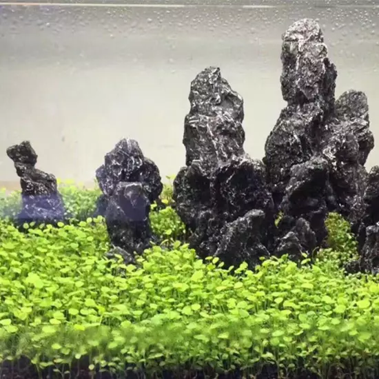 Aquarium Plant Seed Fish Tank Aquatic Water Grass Carpet Foreground Easy Plants❉