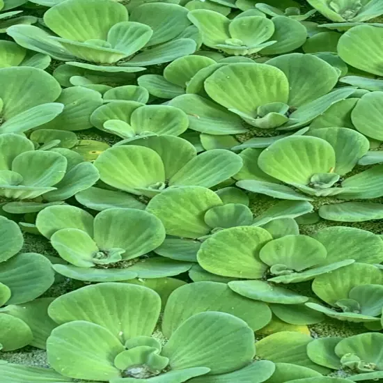 10 Water Lettuce & Duckweed Aquatic Floating Water Pond Plants (PRIORITY MAIL)