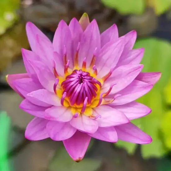 Buy2Get1Free Red Evelyn Tropical Waterlily Live Freshwater Plants Pond Flower