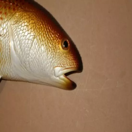 Large Redfish Replica Half Mount 18 inch, Texas Fishing Club Gifts, Volume Price