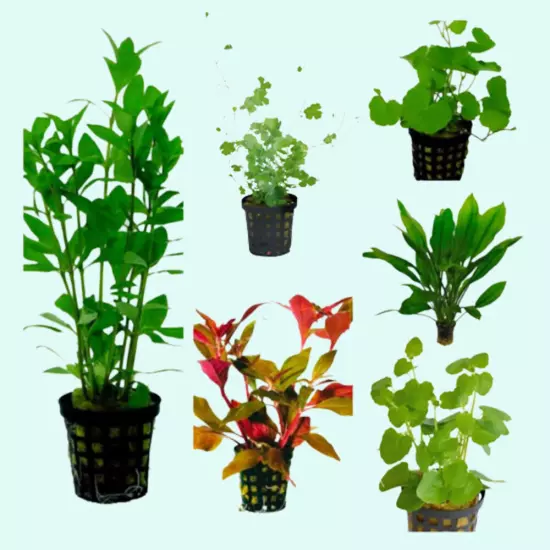 Beginner 10 Aquarium Live Plants Bundle Pack (10 Plants) Live Aquarium Plants