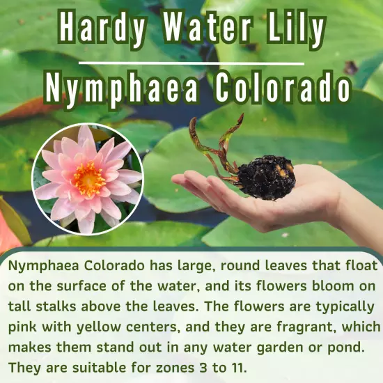 Buy2Get1Free Orange Colorado Hardy Waterlily Live Freshwater Plant Pond Colorful