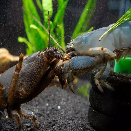 Vampire AKA Viper Shrimp (Atya gabonensis)