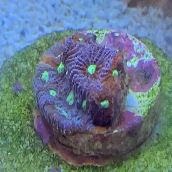 13 Mixed Frags Guaranteed 1 Hammer Or Frogspawn! Free Overnight Shipping