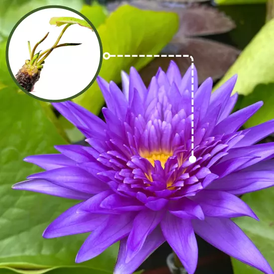 Buy2Get1Free King of Siam Tropical Waterlily Live Pond Plants Flower Colorful