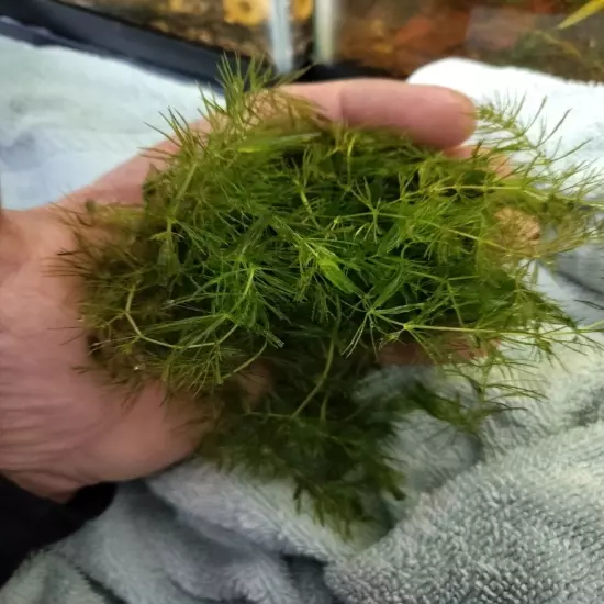 1 Cup of Hornwort(Contain) Live Aquarium Plant.Buy 2 Get 2 Free. Free Shipping 