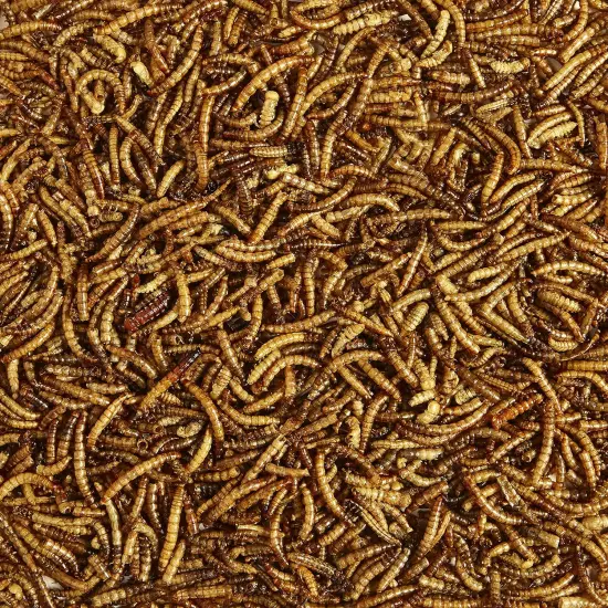 Wild Bird Food Mealworms for Bluebirds, Wrens, Robins, Chickadees, Woodpeckers, 