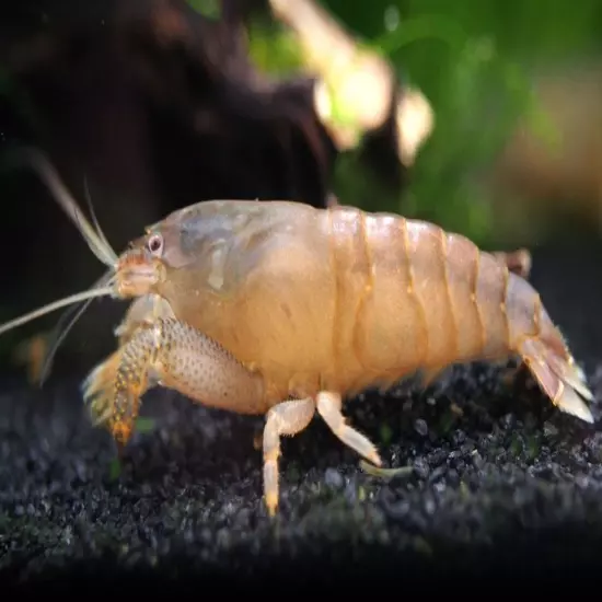 Vampire AKA Viper Shrimp (Atya gabonensis)