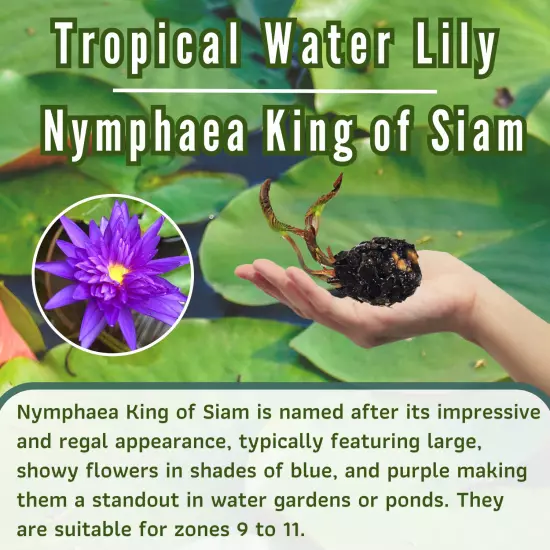 Buy2Get1Free King of Siam Tropical Waterlily Live Pond Plants Flower Colorful