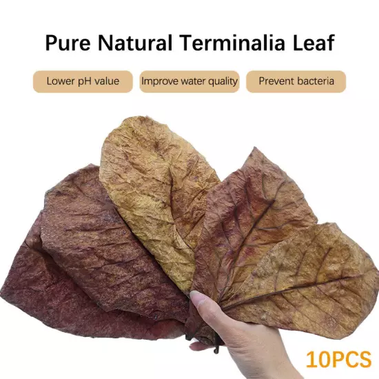 10PCS Natural Terminalia Catappa Foetida Leaf Cleaning Aquarium Tank Drop PH Sn