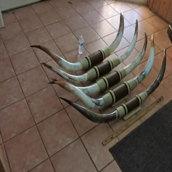 MOUNTED STEER HORNS 4'6" - 5' TIP TO TIP (1 SET) COW BULL HORNS LONGHORNS 