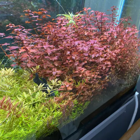 LUDWIGIA SUPER RED 10 Stems live Aquarium Plant BUY 2 GET 1 FREE