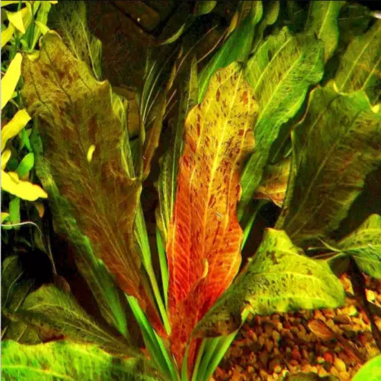 Package Bundle Echinodorus Ozelot Red Freshwater Aquarium Plants Live Tank Decor