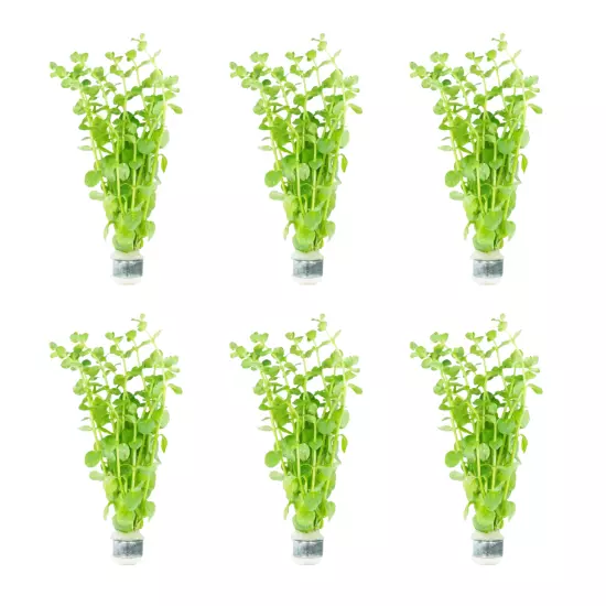 Package Bundle Rotala Indica Green Perfect for Freshwater Tanks Aquariums Plants