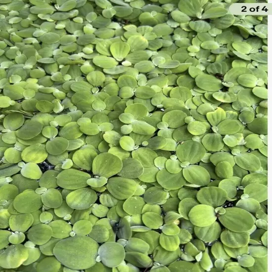 Live Aquarium Plant 15+ Dwarf Water Lettuce Get 15 + Free Floating Plant