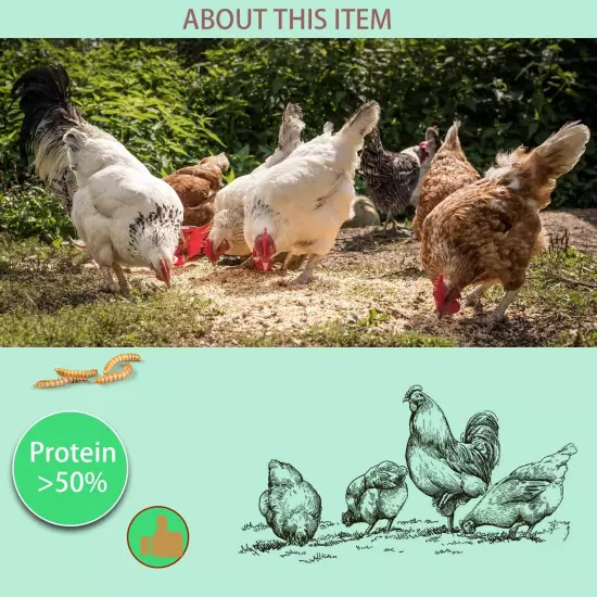 FCI GRUBS Dried Mealworms 9LB-High Protein Chicken Feed,More Protein,No Addit...